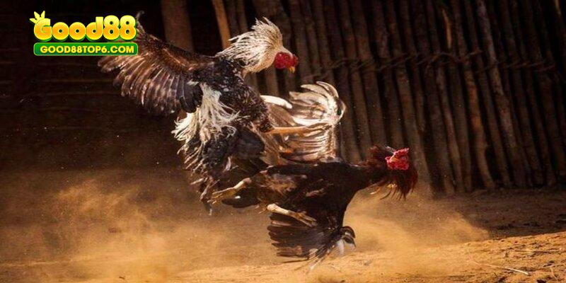 Điểm qua những biến thể của gà bạch đầu