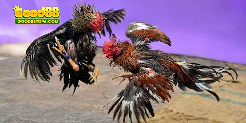 Những điểm nổi trội của dòng gà này